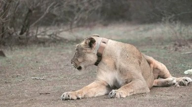 illegal lion shows, gir lions, lion in Gir National Park, Gujarat stray incidents, gir, gir lions, gir forest, gujarat assembly, gir lions show, gujarat lions, lions in gujarat, gir lions population, indian express news