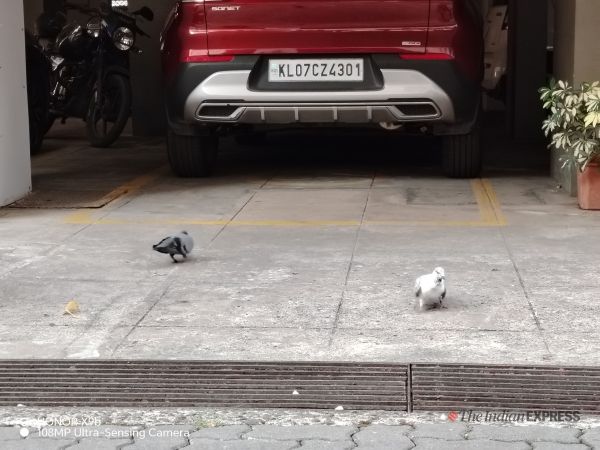 Photo of two pigeons taken using Honor X9b