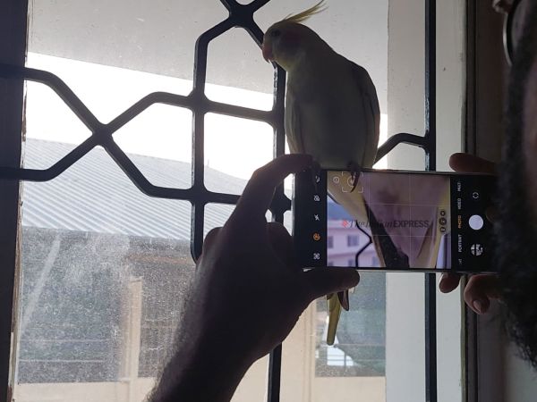 A cockatiel sitting on a Honor X9b