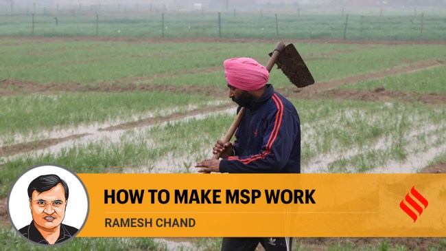 For almost 50 years, MSP implementation remained largely restricted to a few states and to paddy (rice), wheat and cotton. (File/ Express Photo by Gurmeet Singh)