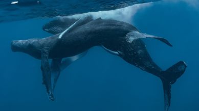 Scientists have spent decades researching humpback whales, but even sightings of a male penis have been rare. (Stephanie H. Stack et. al)