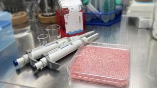 Cow muscle and fat cells cultured in rice to create a hybrid food.