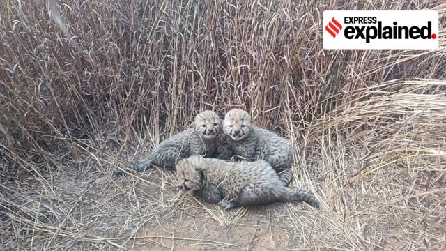 Kuno cheetah cubs