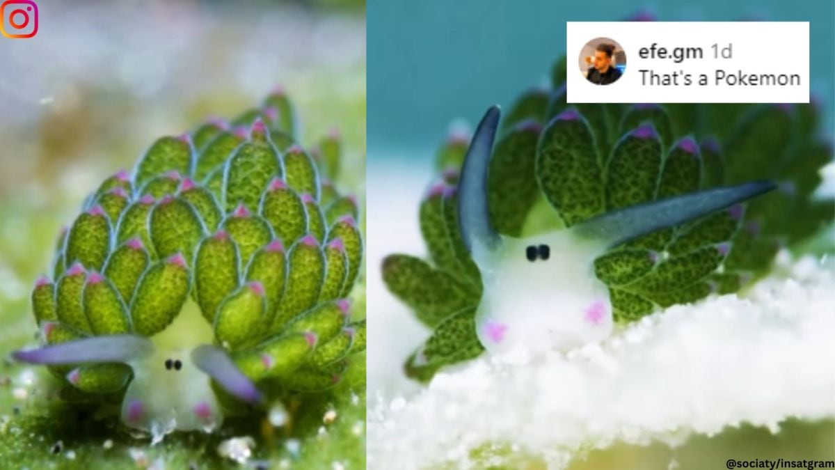 The slugs also have two pink blobs similar to a blush on the cheek.