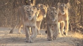 Asiatic lions, gujarat asiatic lions, Asiatic lions population, endangered species of big cats, Lion sighting alerts near train tracks, gujarat lion collusions, lion deaths, lion casualties, Gujarat Pipavav-Surendranagar railway track, forest department data, gujarat lions, asiatic lions gujarat, , gujarat news, gujarat wildlife, indian express