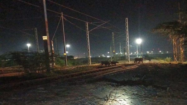 Asiatic lions, gujarat asiatic lions, Asiatic lions population, endangered species of big cats, Lion sighting alerts near train tracks, gujarat lion collusions, lion deaths, lion casualties, Gujarat Pipavav-Surendranagar railway track, forest department data, gujarat lions, asiatic lions gujarat, , gujarat news, gujarat wildlife, indian express
