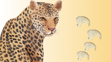 leopard carcass probe pune