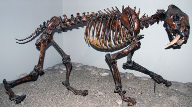 A reconstruction of the fossil of a sabre-toothed tiger.