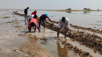 Workers want to illegally cultivate salt in Wild Ass Sanctuary, forest official tells HC