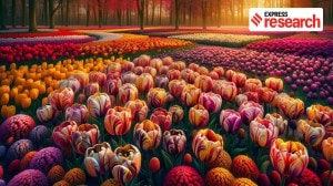 How a viral infection led to the Dutch obsession with tulips