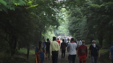 Bengaluru trees