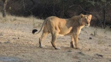 Calcutta High Court seeks report from state government over naming a lioness as 'Sita'