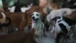 Boy mauled to death by stray dogs in UP