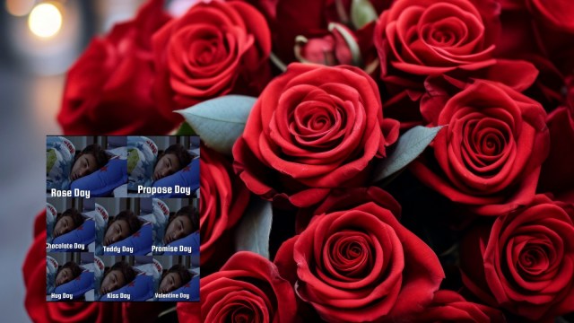 Rose Day 2024
