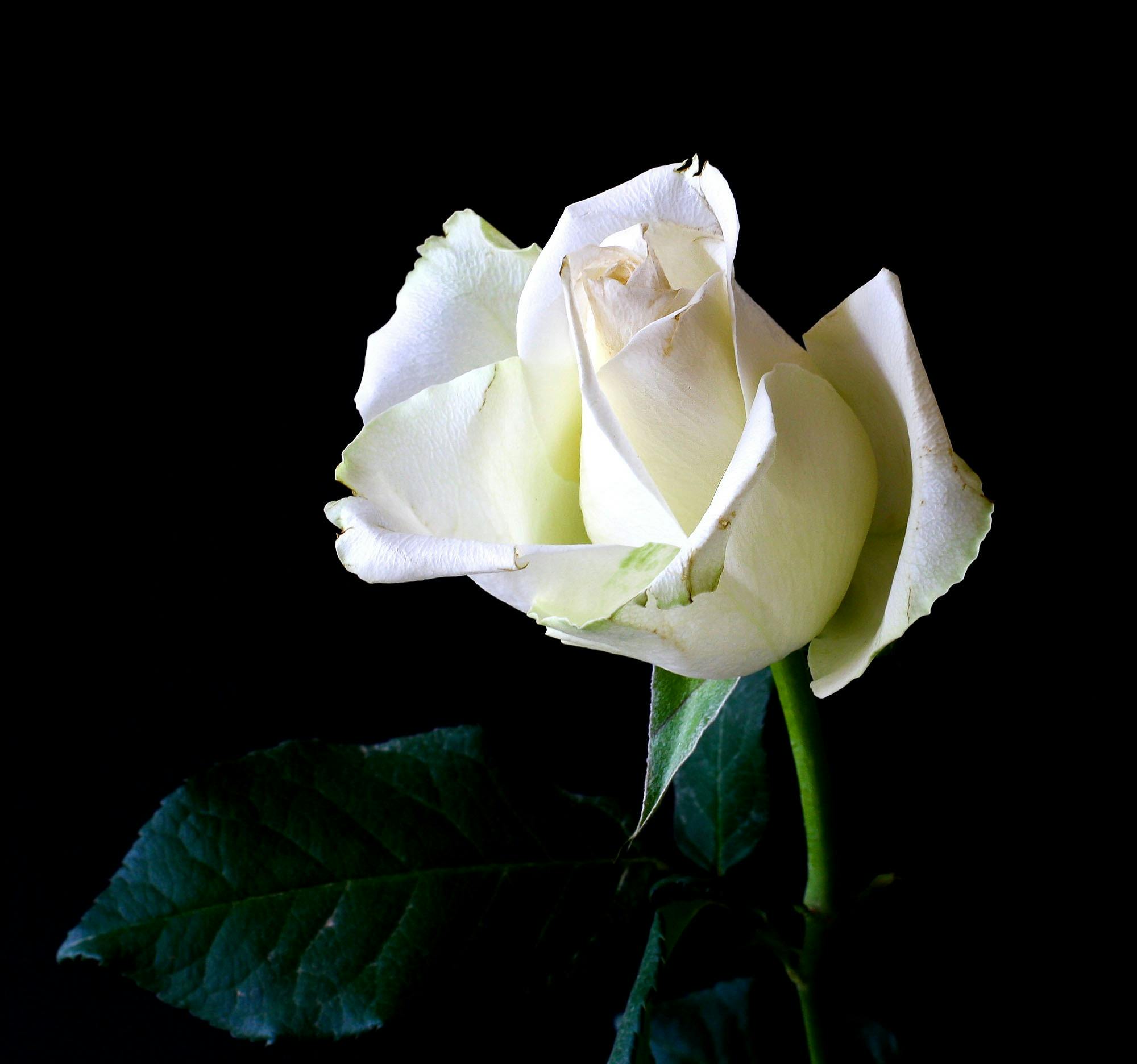 Happy Rose Day 2024 Discover Unique Gift Ideas For Loved Ones   White Rose 