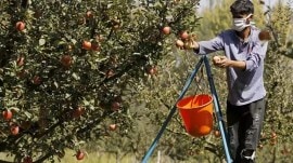 apple prices, orange prices