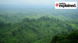 Forests: Montang Valley, located 65 km away from Agartala, Tripura.
