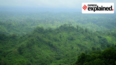 Forests: Montang Valley, located 65 km away from Agartala, Tripura.