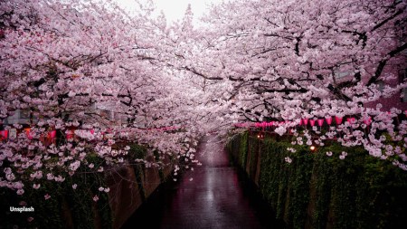 japan cherry blossom season, sakura japan, cherry blossoms in japan