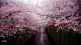 japan cherry blossom season, sakura japan, cherry blossoms in japan