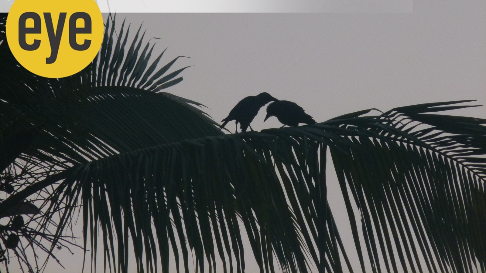 A pair of honeymooning crows