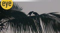 A pair of honeymooning crows