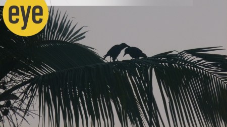A pair of honeymooning crows