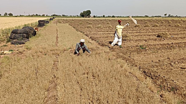 farmers harvest, cumin crop, indian express
