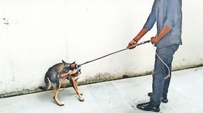 Dog catcher attached to SMC bitten by stray
