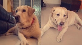 In total, 46 pet dogs and 319 stray dogs have been cremated since its inauguration. (Express Photo)