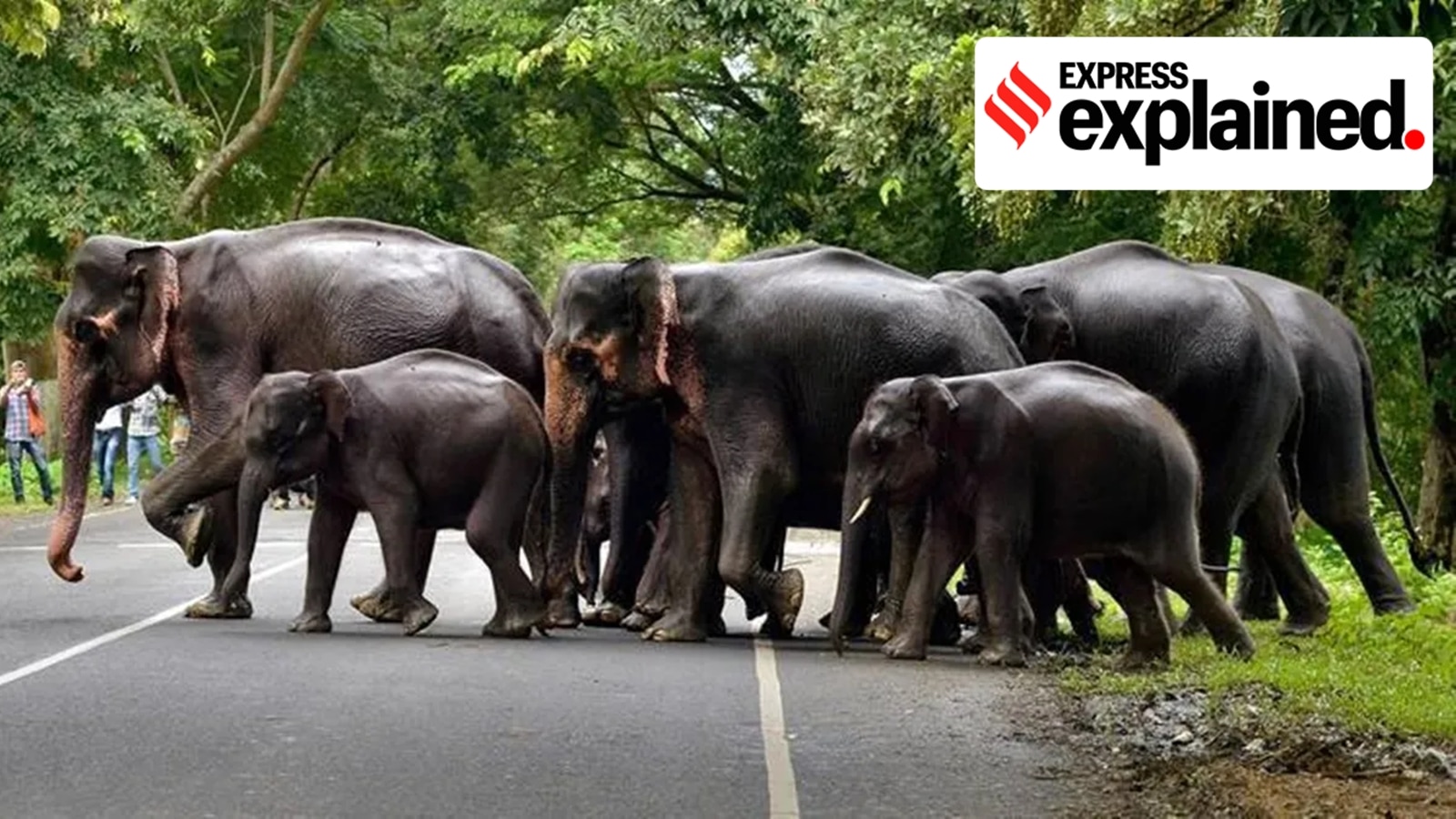 Death in Wayanad: What is behind Kerala’s rising human-animal conflict