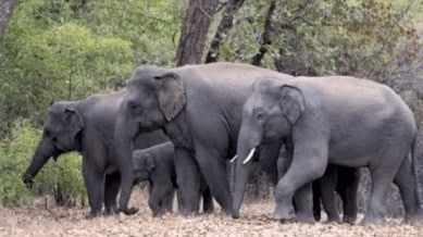 Assam elephant attack