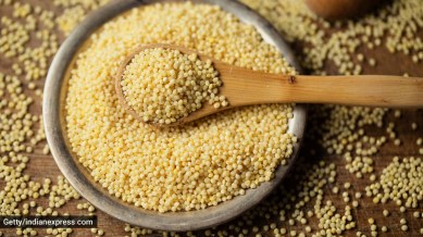 foxtail millet