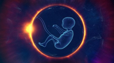 EMBRYO 1600