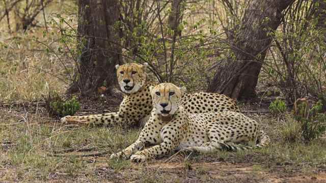 Developed as another home for cheetahs, Gandhi Sagar sanctuary in MP ...