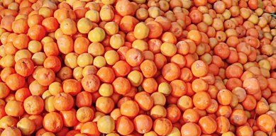 kinnow punjab school