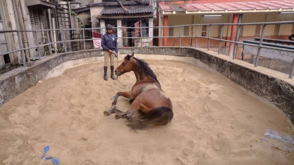 kolkata mounted police