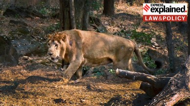 lion, sita, akbar