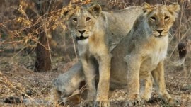 lioness at Amreli coast, Gujarat forest department, big cat prima facie, forest dept launched probe, indian express news