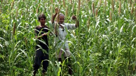 maize ethanol production