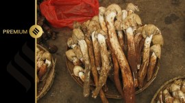 gold from mushroom nanoparticles