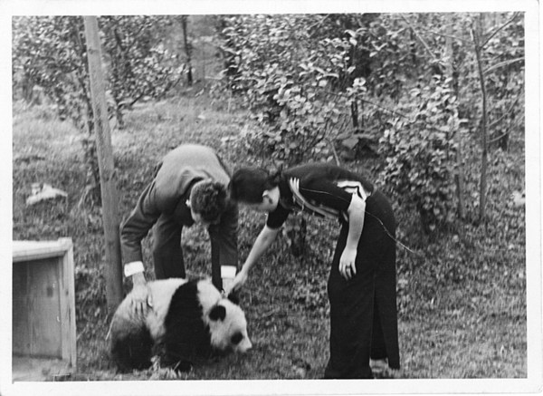 China reclaims pandas from US zoos – is the panda politics era