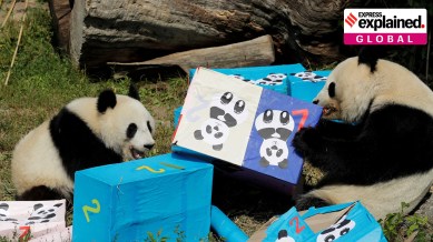 Panda