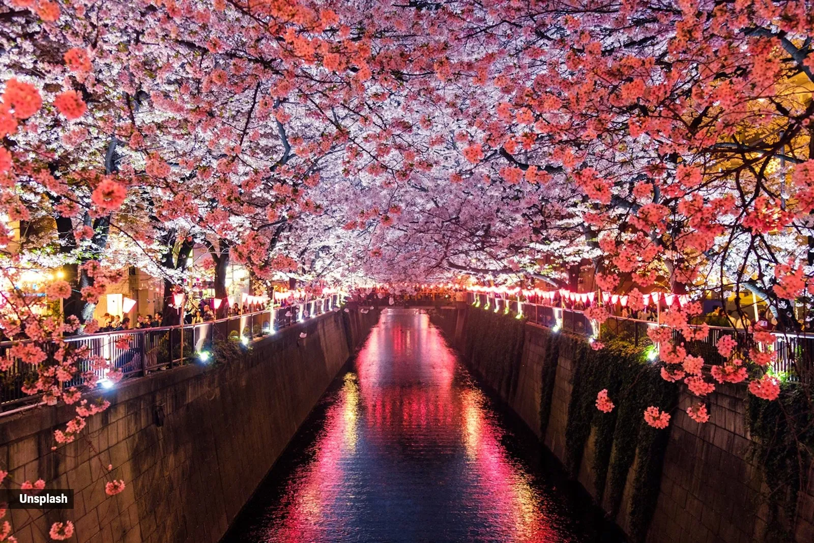 When, where and how to experience cherry blossom season in Japan