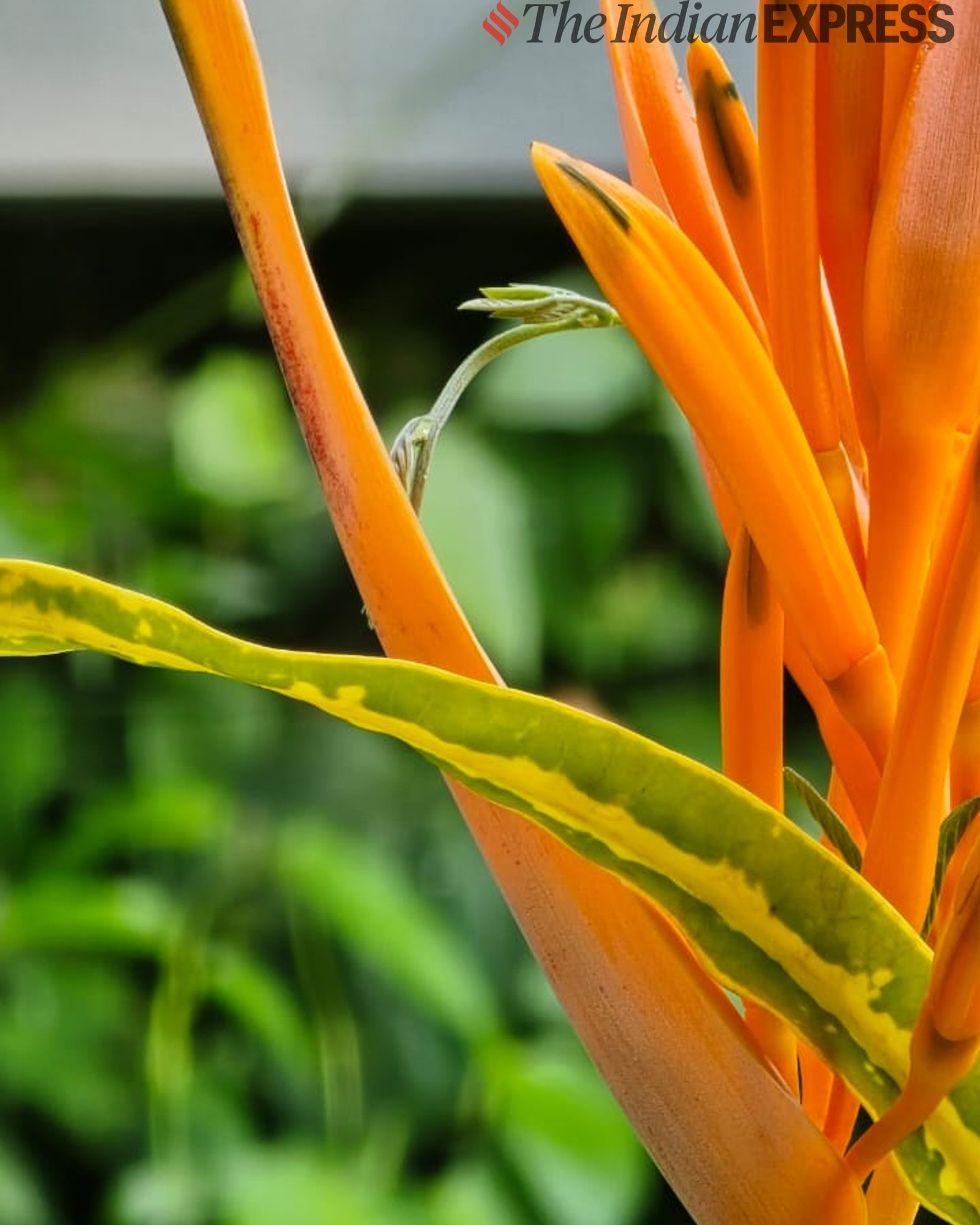 samsung-galaxy-s24-ultra-camera-sample