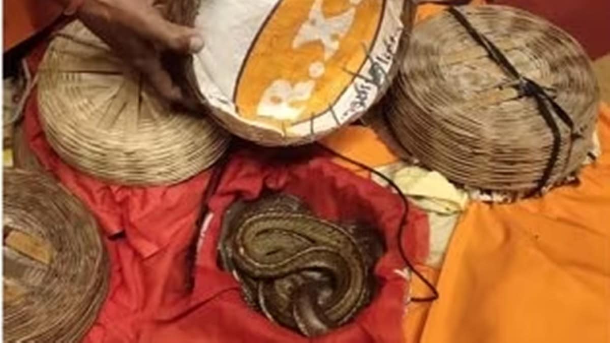 Supreme Court Quashes Elvish Yadav Snake Venom Case