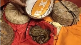 noida rave party snake venom Elvish Yadav