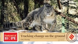 After seeing its first snow leopard in 2022, Kishtwar national park now thought to have 100 of the elusive cats