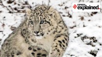 India’s Snow leopard count: Why this Himalayan feat is only the first step to securing the cat