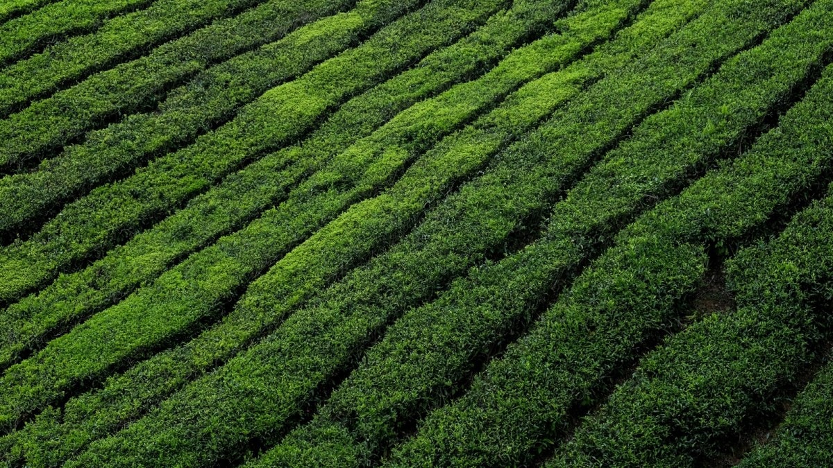 tea plantation concerns